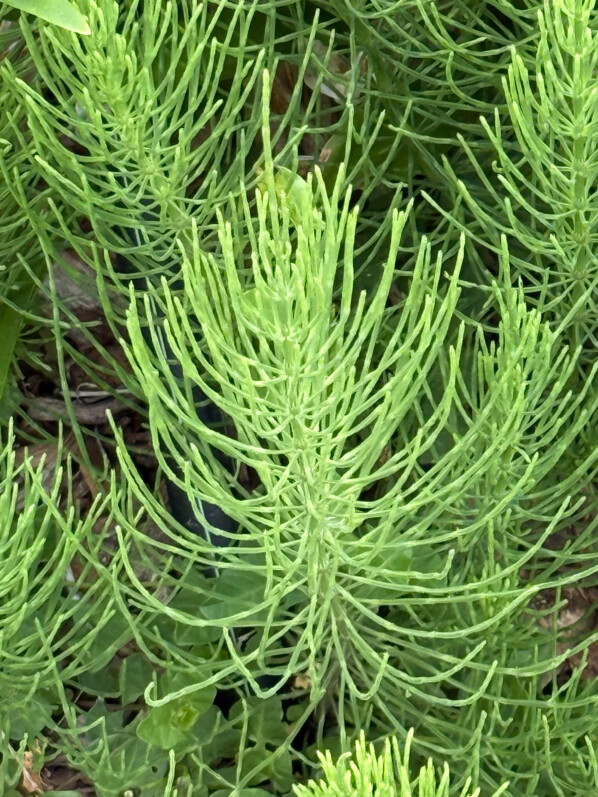 Plumes de prêle