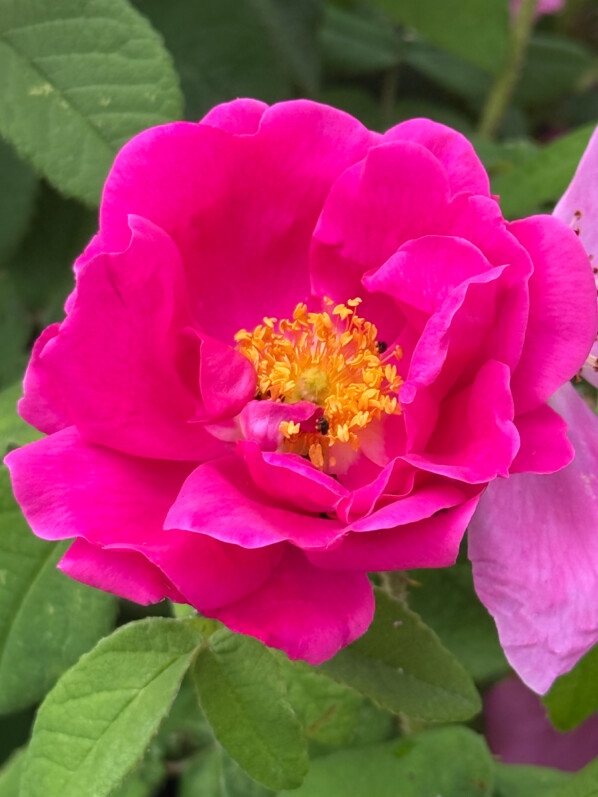 Rose de Provins (Rosa gallica officinalis)
