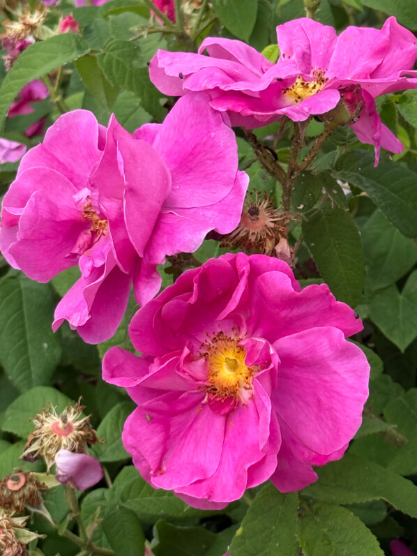 Rose de Provins, Rosa gallica officinalis, Domaine de la Grange-la-Prévoté, Savigny-le-Temple (77)