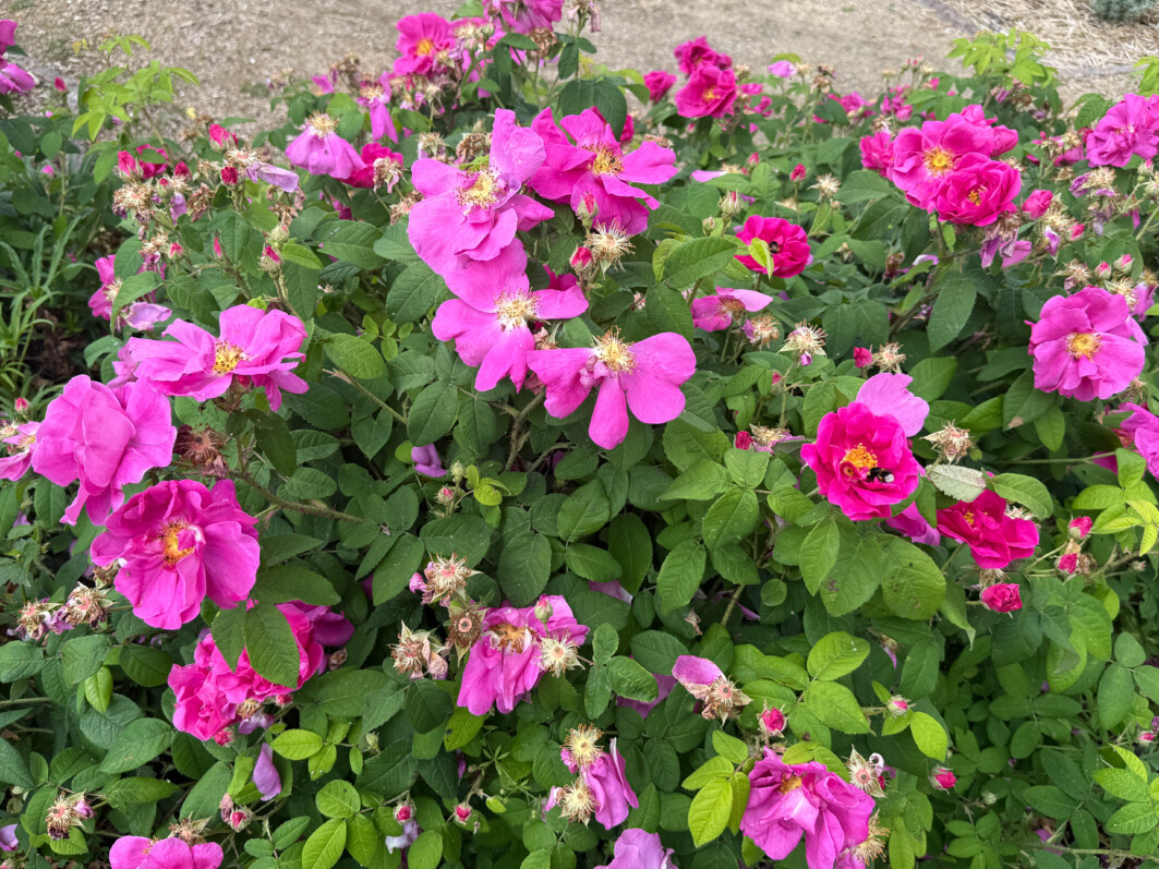 Rose de Provins, Rosa gallica officinalis, Domaine de la Grange-la-Prévoté, Savigny-le-Temple (77)