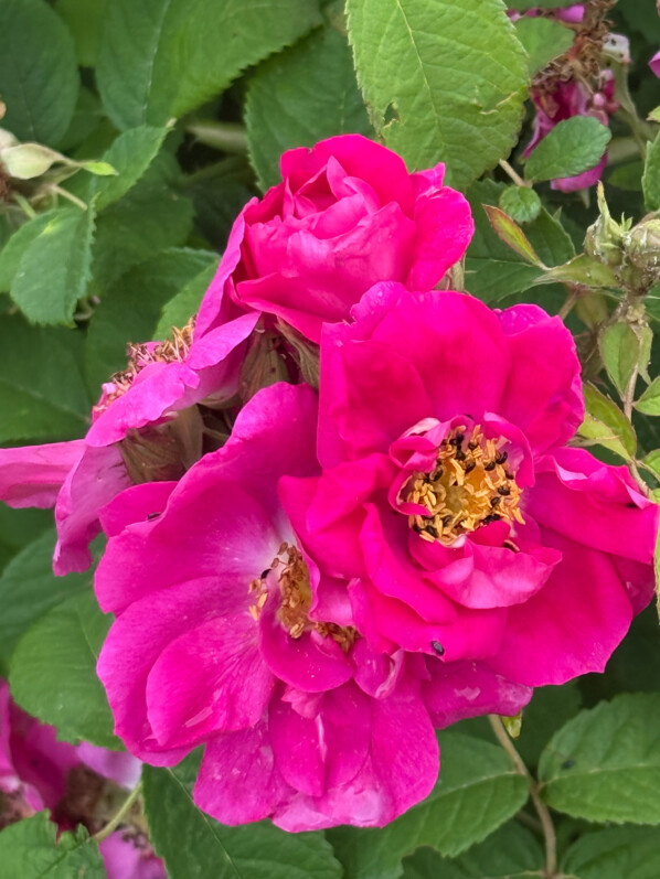 Rose de Provins, Rosa gallica officinalis, Domaine de la Grange-la-Prévoté, Savigny-le-Temple (77)