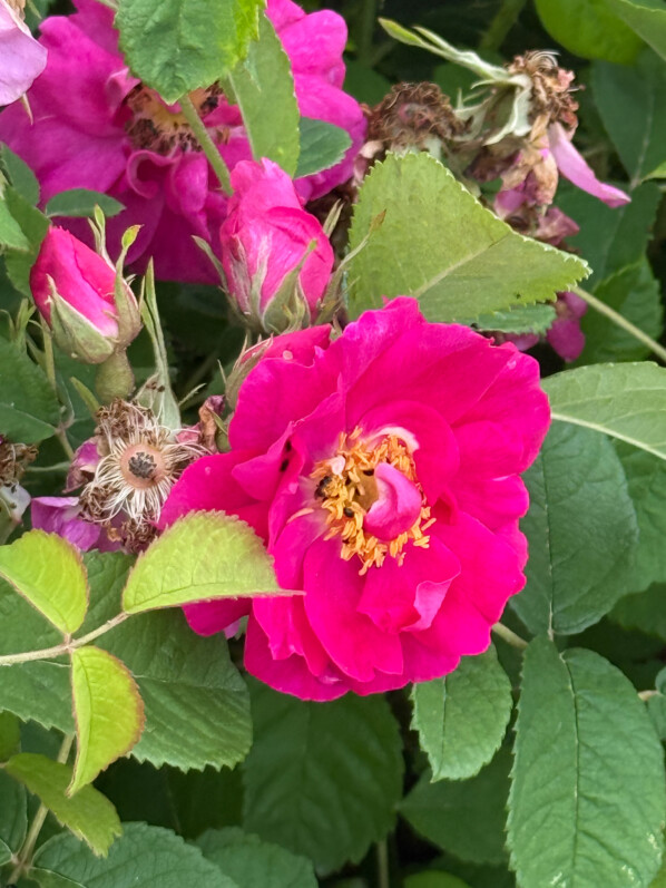 Rose de Provins, Rosa gallica officinalis, Domaine de la Grange-la-Prévoté, Savigny-le-Temple (77)