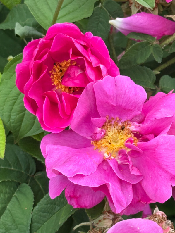 Rose de Provins, Rosa gallica officinalis, Domaine de la Grange-la-Prévoté, Savigny-le-Temple (77)