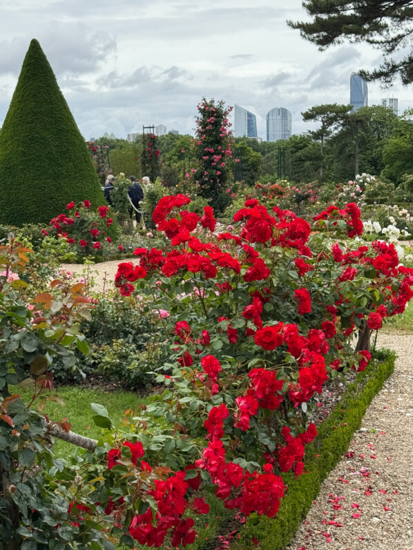 Rosier grimpant 'La Sevillana', Parc de Bagatelle, Paris 16e (75)