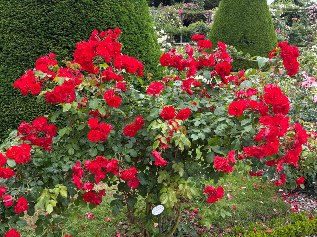Rosier grimpant 'La Sevillana', Parc de Bagatelle, Paris 16e (75)