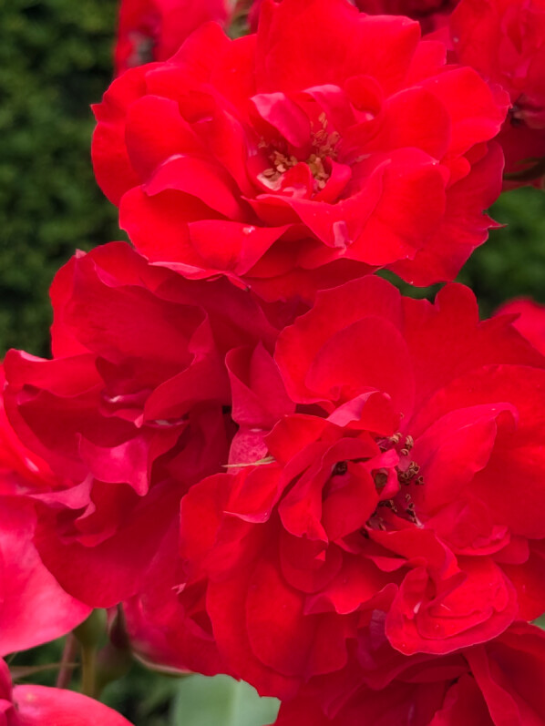 Rosier grimpant 'La Sevillana', Parc de Bagatelle, Paris 16e (75)