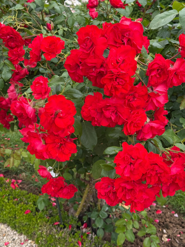 Le rosier grimpant ‘La Sevillana’ met le feu au jardin !