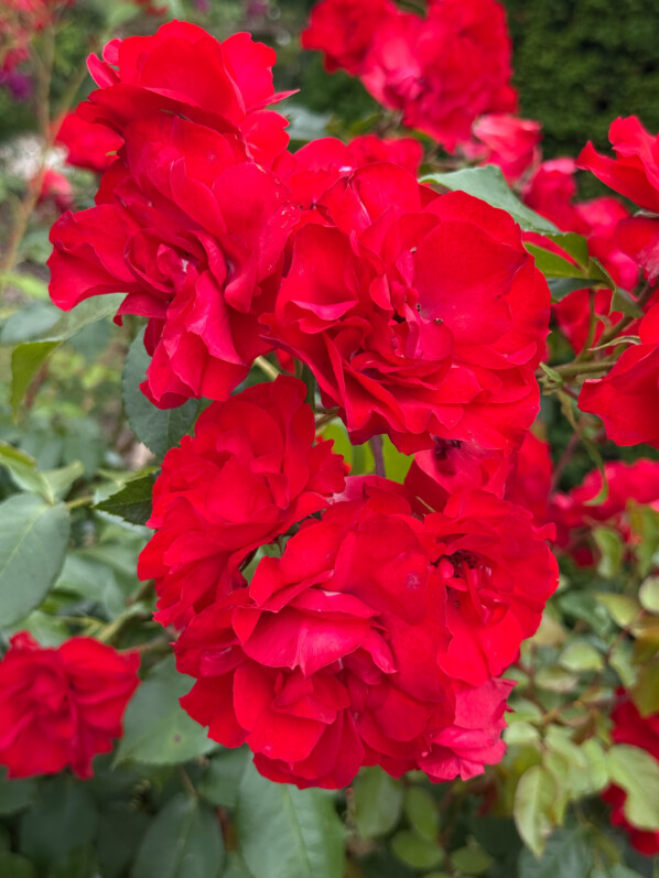 Rosier grimpant 'La Sevillana', Parc de Bagatelle, Paris 16e (75)