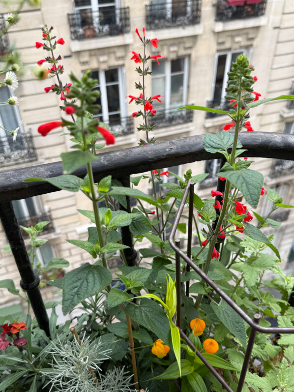 Salvia coccinea ‘Grand Sage’ au printemps sur mon balcon parisien, Paris 19e (75)