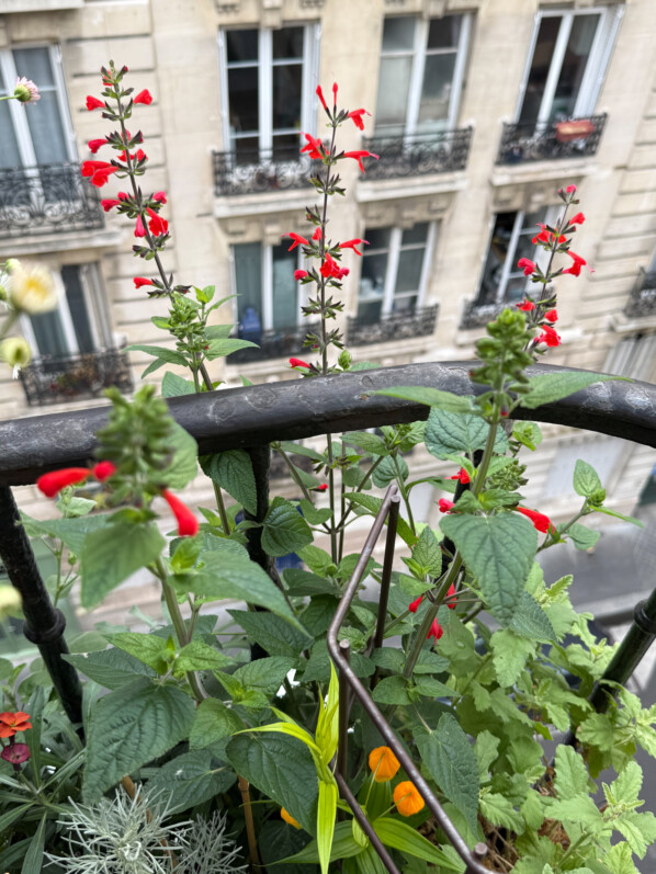 Deuxième année de culture sur mon balcon pour la sauge (Salvia coccinea) ‘Grand Sage’