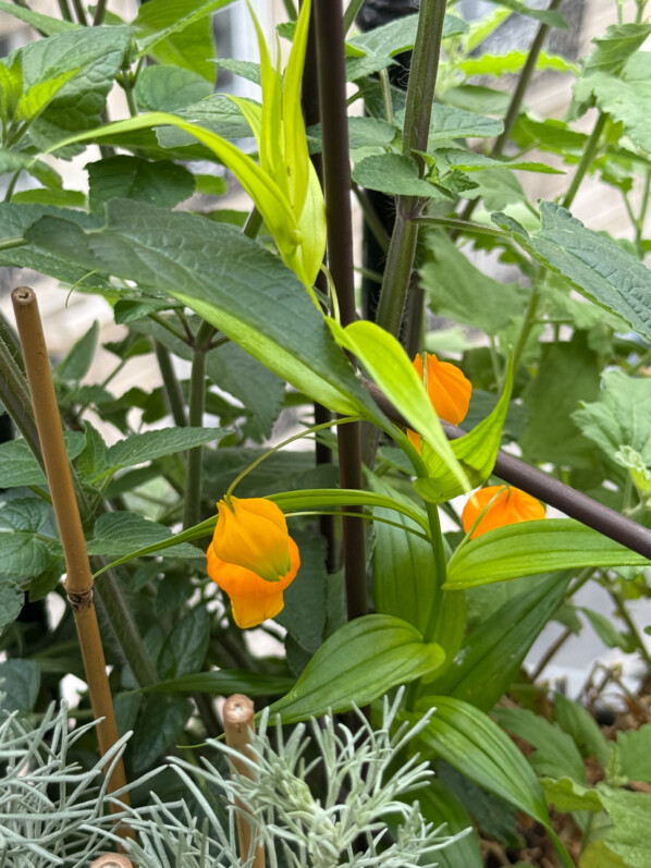 Sandersonia aurantiaca au printemps sur mon balcon parisien, Paris 19e (75)
