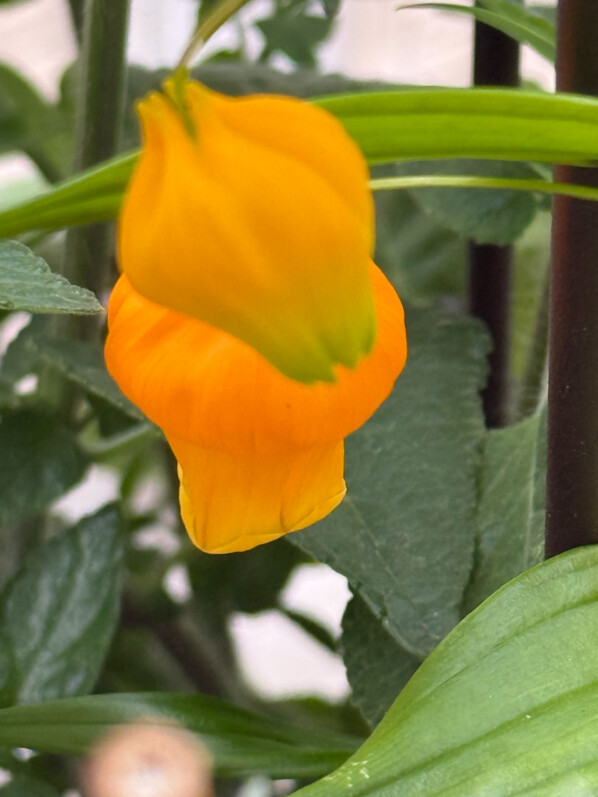 Sandersonia aurantiaca au printemps sur mon balcon parisien, Paris 19e (75)
