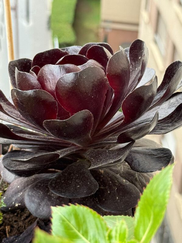 Semponium Surreal 'Destiny' au printemps sur mon balcon parisien, Paris 19e (75)