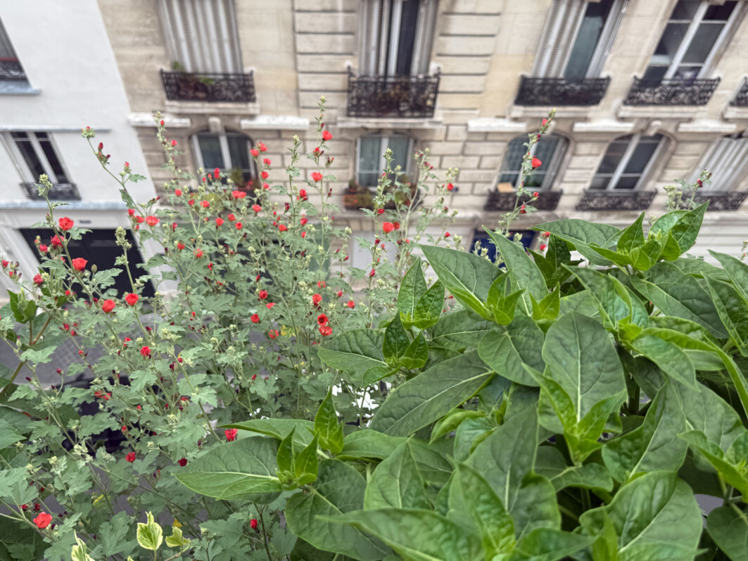 Sphaeralcea 'Newleaze Coral' en été sur mon balcon parisien, Paris 19e (75)