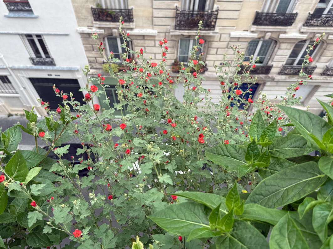 Buisson fleuri de Sphaeralcea ‘Newleaze Coral’ sur mon balcon parisien