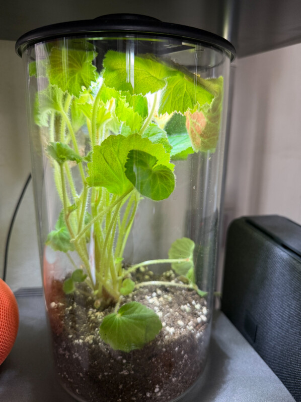 Terrarium trop plein et trop petit