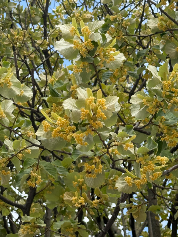Le parfum entêtant du tilleul