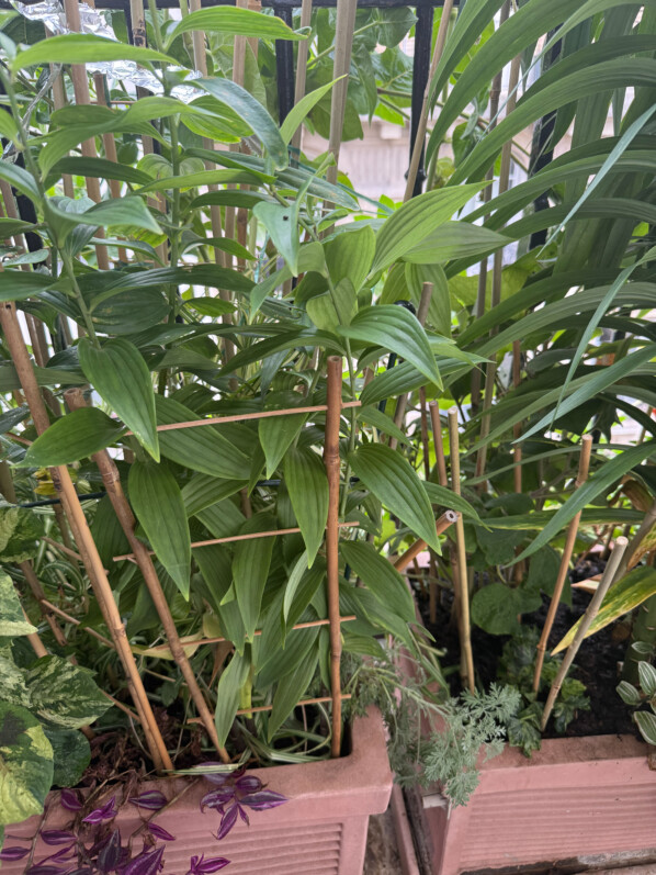 Jardinière avec de nombreux tuteurs en bambou pour éviter les pigeons en été sur mon balcon parisien, Paris 19e (75)