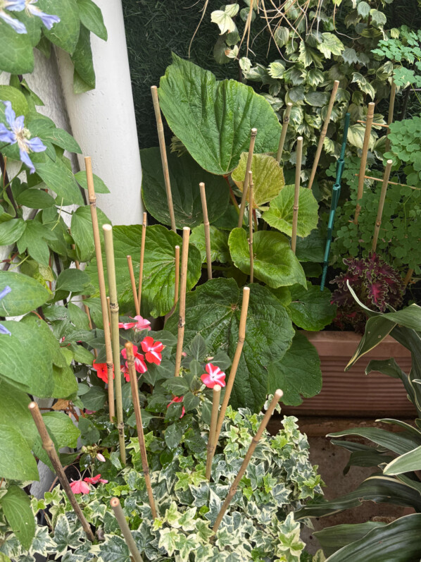 Jardinière avec de nombreux tuteurs en bambou pour éviter les pigeons en été sur mon balcon parisien, Paris 19e (75)