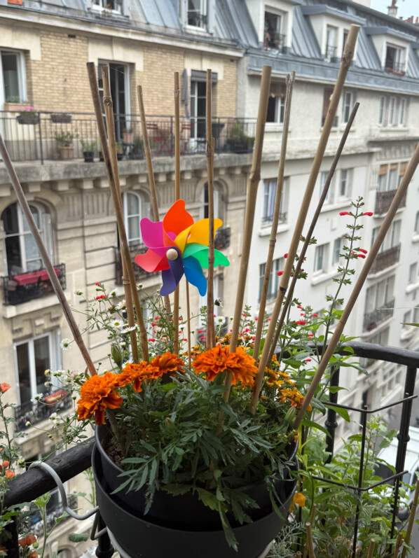 Potée avec de nombreux tuteurs en bambou pour éviter les pigeons en été sur mon balcon parisien, Paris 19e (75)