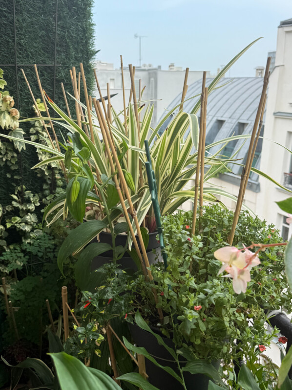 Lire la suite à propos de l’article Pique et pique et pique, mon balcon est bardé de tuteurs défensifs