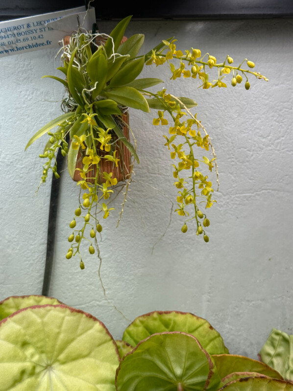 Zygostates lunata x obliqua, orchidée, plante d'intérieur, terrarium, Paris 19e (75)