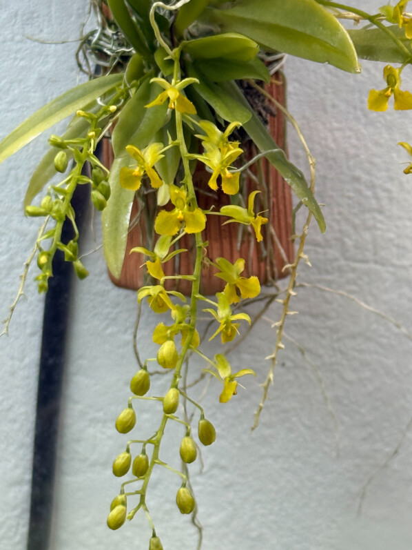 Zygostates lunata x obliqua, orchidée, plante d'intérieur, terrarium, Paris 19e (75)