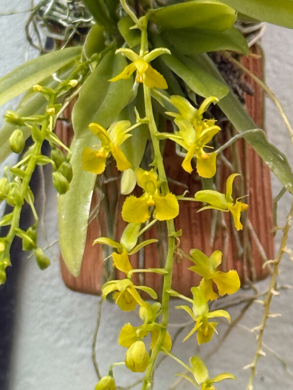 Zygostates lunata x obliqua, orchidée, plante d'intérieur, terrarium, Paris 19e (75)