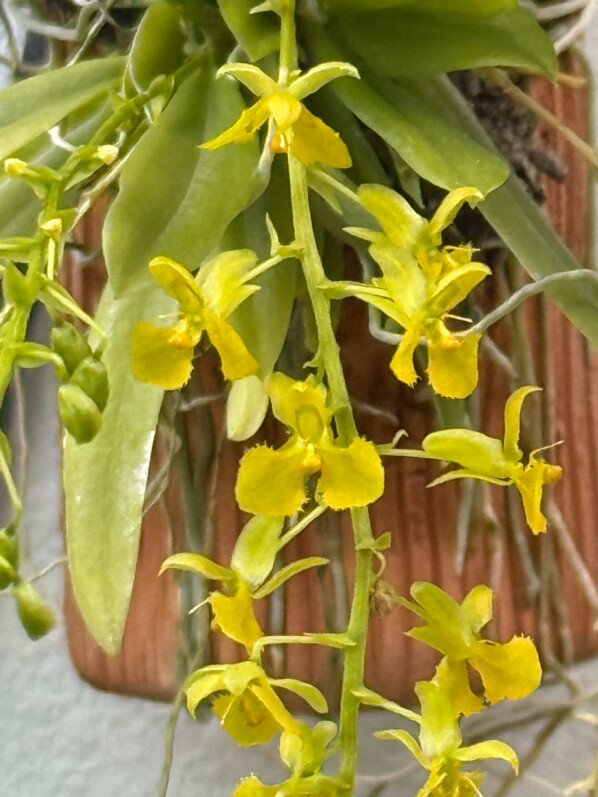 Floraison de mon orchidée miniature (Zygostates lunata x obliqua)