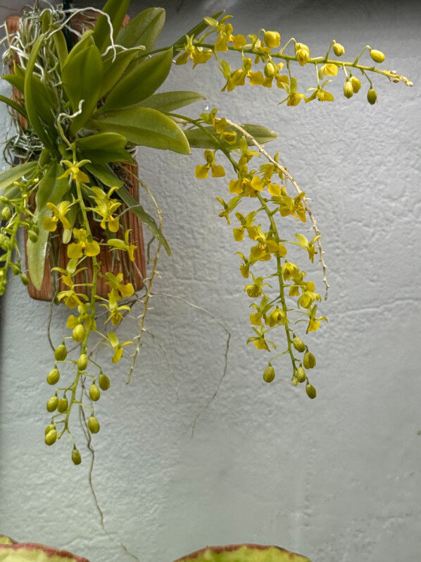 Zygostates lunata x obliqua, orchidée, plante d'intérieur, terrarium, Paris 19e (75)