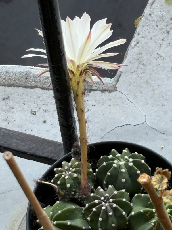 Cactus en fleur en été sur mon balcon parisien, Paris 19e (75)