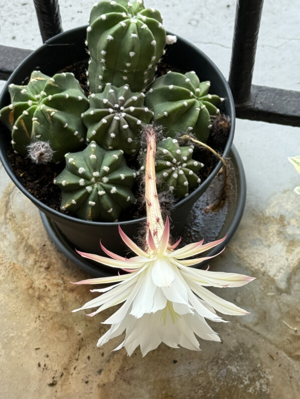 Une belle fleur pour mon cactus