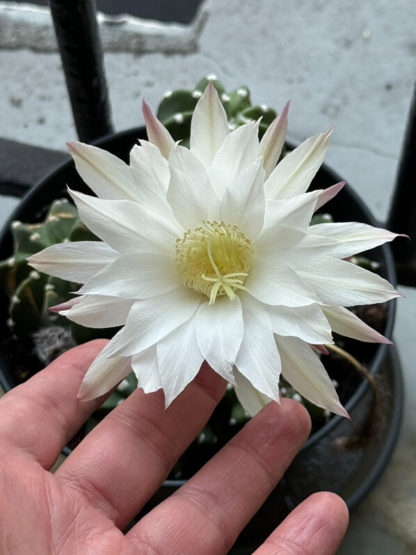 Cactus en fleur en été sur mon balcon parisien, Paris 19e (75)