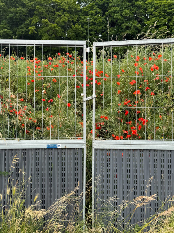 Coin de friche aux coquelicots (Paris 16e)