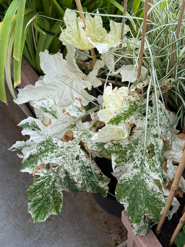 Acanthe (Acanthus mollis) ‘Tasmanian Angel’ sur mon balcon parisien, Paris 19e (75)