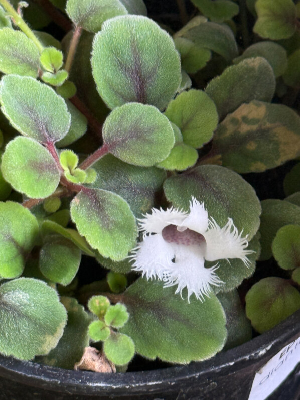 Alsobia dianthiflora, Gesnériacées, plante d'intérieur, Paris 19e (75)