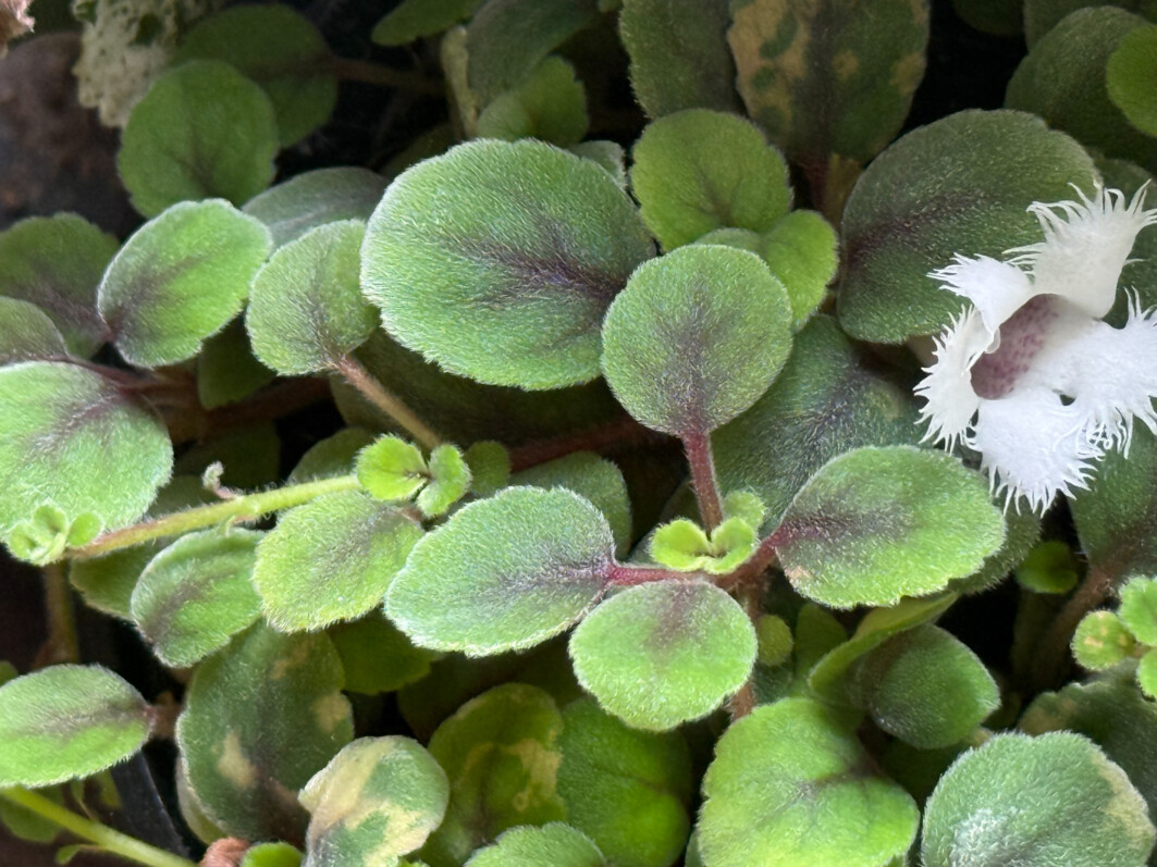 Floraison d’Alsobia dianthiflora sans culture en terrarium