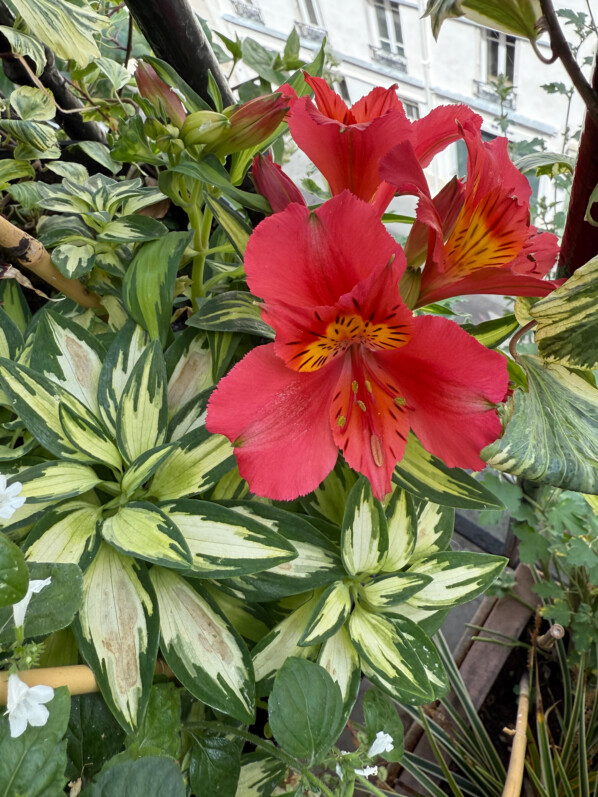 Alstroemeria ‘Little Miss Zoé’ sur mon balcon parisien, Paris 19e (75)