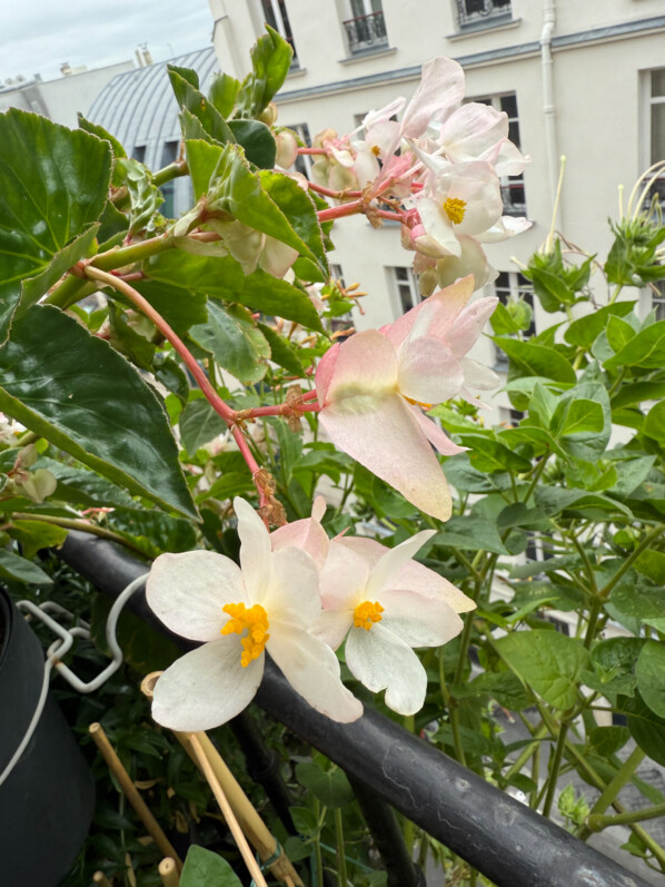 Begonia Dragon Wing blanc en été sur mon balcon parisien, Paris 19e (75)