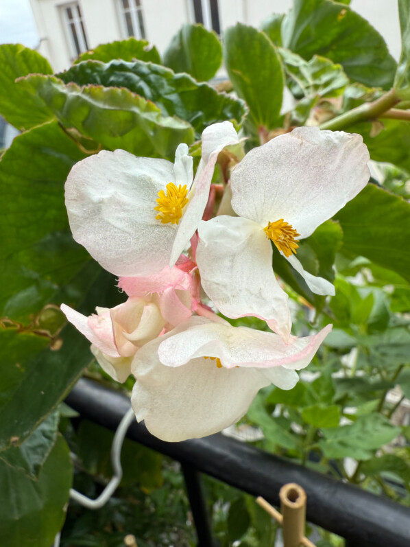 Cette année, mon balcon est fleuri avec des bégonias Dragon Wing blancs