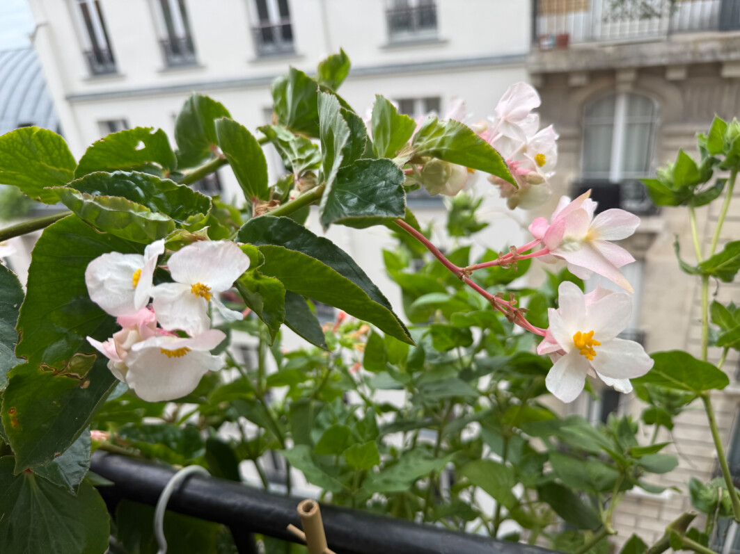 Begonia Dragon Wing blanc en été sur mon balcon parisien, Paris 19e (75)