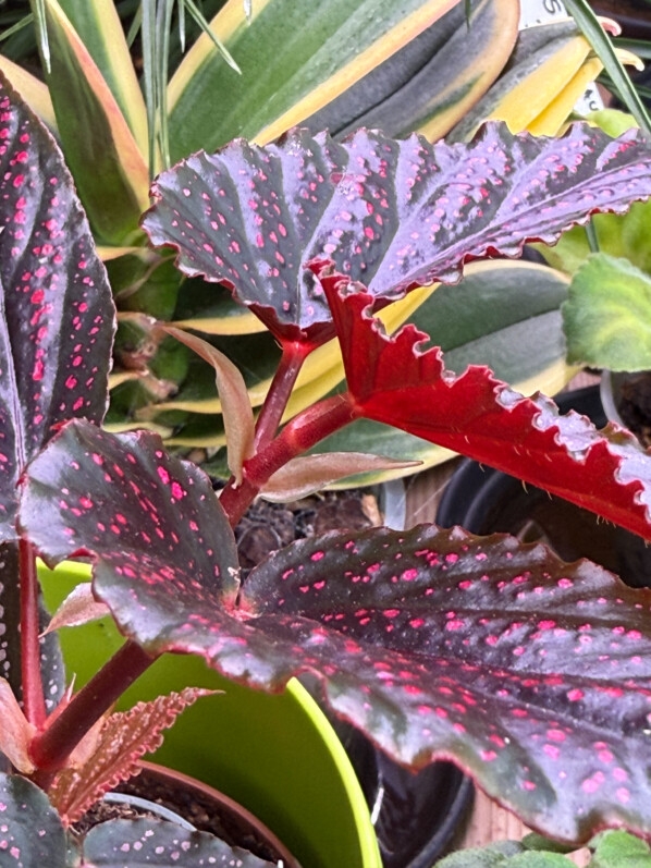 Ma dernière découverte : Begonia ‘Pink Spots’
