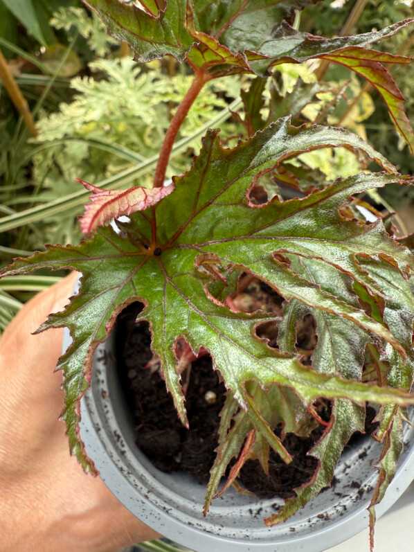 Je tente la culture du Begonia U 614 sur mon balcon parisien