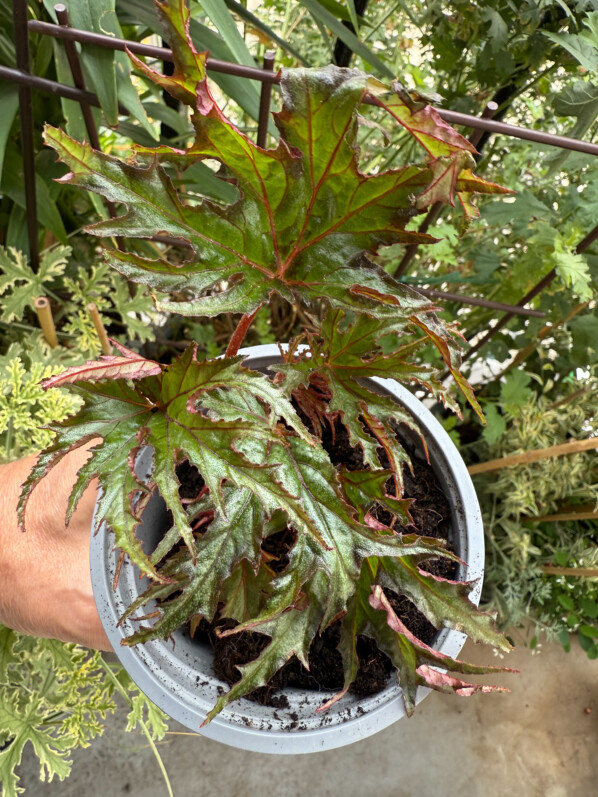 Begonia U614, jeune plant, en été sur mon balcon parisien, Paris 19e (75)