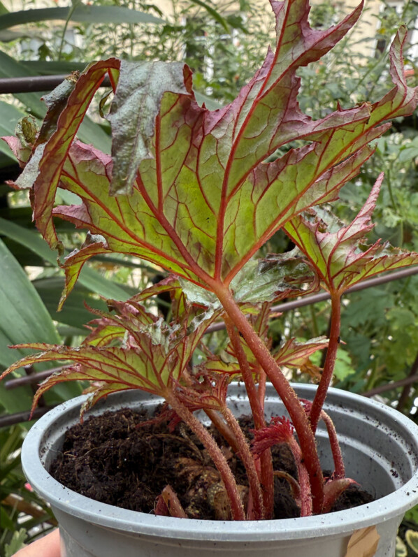Begonia U614, jeune plant, en été sur mon balcon parisien, Paris 19e (75)