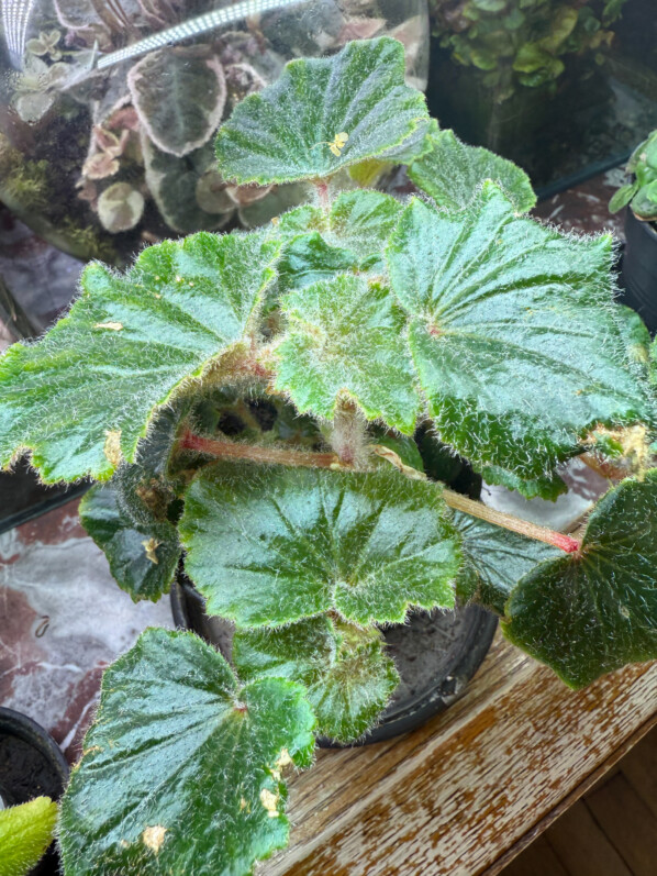 Begonia alchemilloides, feuillage vert foncé, plante d'intérieur, Paris 19e (75)
