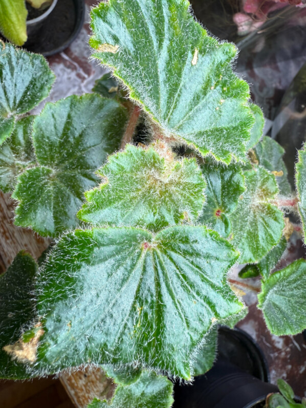 Variations de couleur du feuillage de Begonia alchemilloides