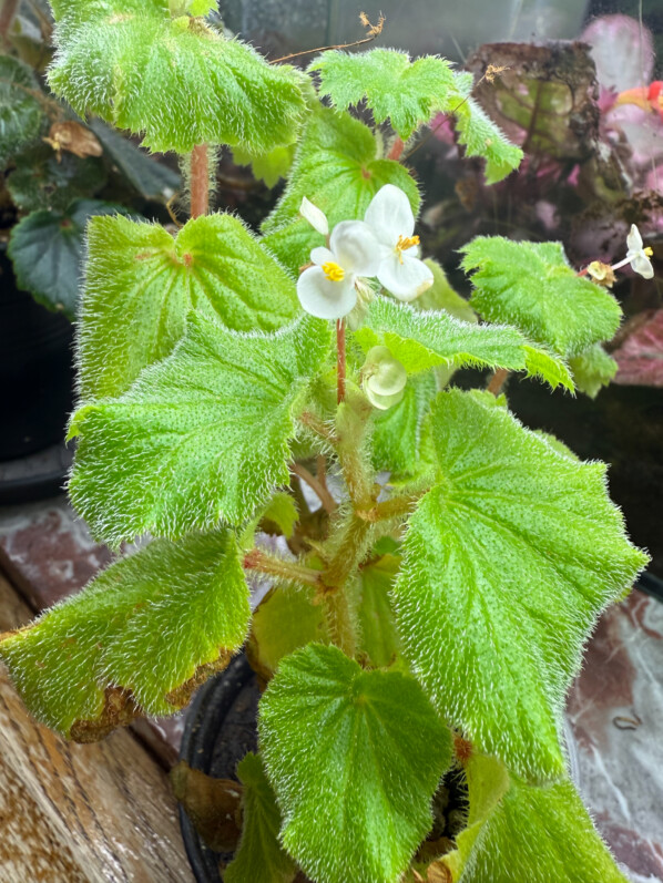 Begonia alchemilloides, feuillage vert clair, plante d'intérieur, Paris 19e (75)