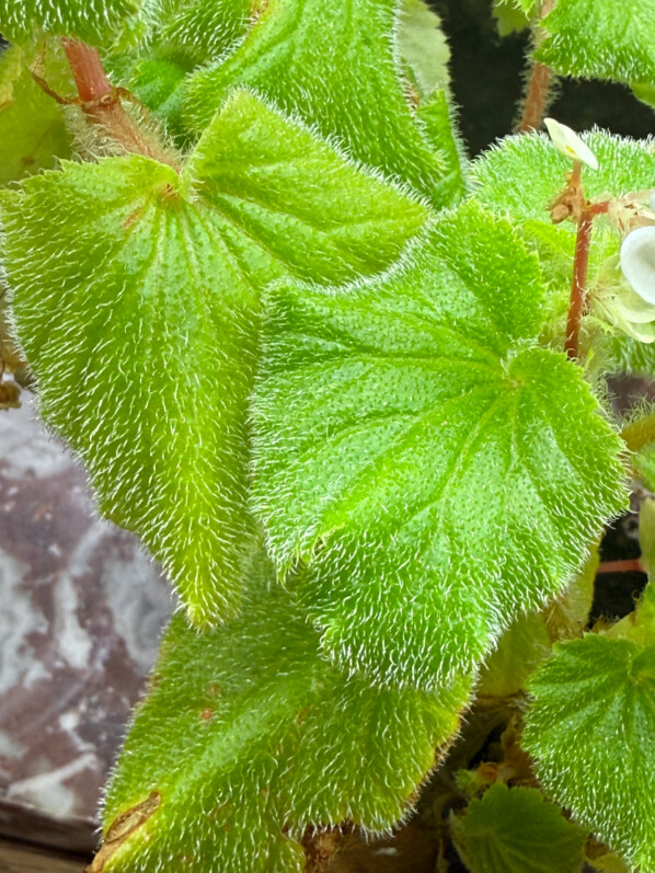 Begonia alchemilloides, feuillage vert clair, plante d'intérieur, Paris 19e (75)