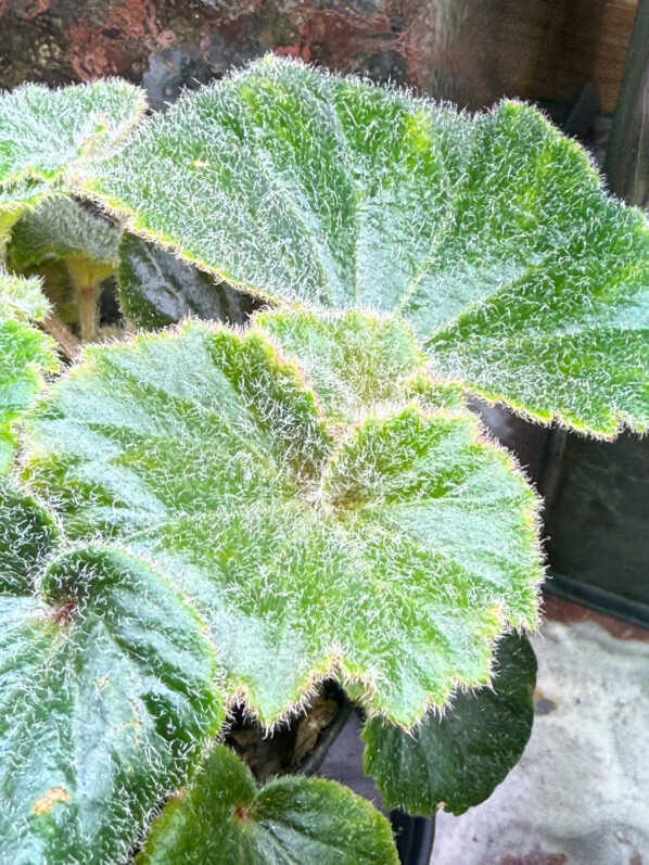 Begonia alchemilloides, feuillage vert foncé, plante d'intérieur, Paris 19e (75)